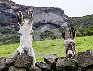 Adult and young donkey in a field.