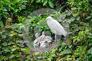 An adult young egret in the nest, feeding four egret chicks.