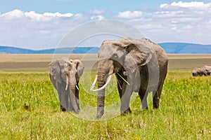 Adult and Young Elephants eating