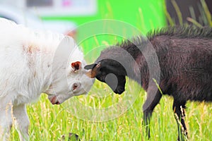 Un adulto a joven cabras lucha a ellos cabeza 