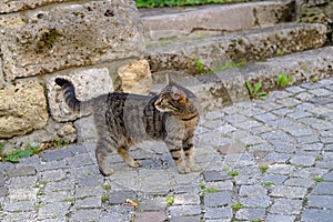 adult young homeless stray cat of whiskas color walks outdoor on ancient paving stones, concept of survival of abandoned animals