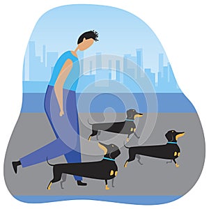 Guy walking the dogs as a dog breeding concept, flat vector stock illustration with owner and dachshunds