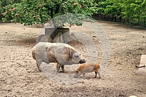 Adult and young pigs boars in farm yard outdoors photo