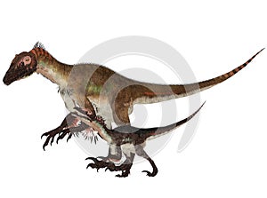 Adult and Young Utahraptor