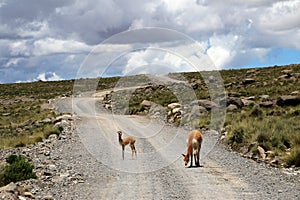 Adult and young vicuna standing on gravel road
