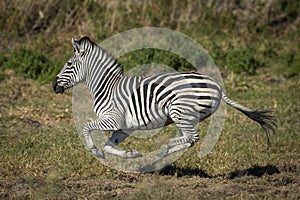 Adult zebra running at full speed in Moremi in Okavango Delta in Botswana photo