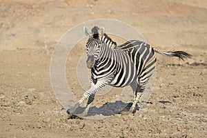 Adult zebra running in muddy riverbed in Kruger Park South Africa