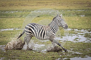 Adult zebra running through wet and muddy plains of Amboseli in Kenya