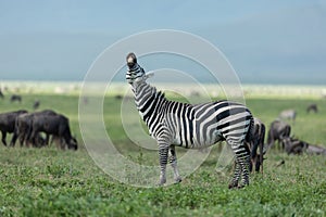 Adult zebra showing teeth in a funny smile in Ngorongoro Crater Tanzania