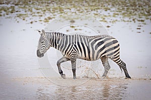 Adult zebra walking through muddy water in Amboseli in Kenya