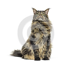 Adulte Maine coon sitting in front, isolated photo