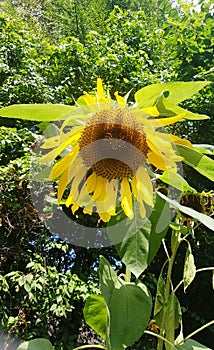 Adulterated carom seed