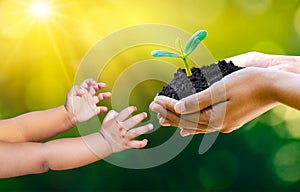 Adults Baby Hand tree environment Earth Day In the hands of trees growing seedlings. Bokeh green Background Female hand holding