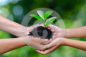 Adults Baby Hand tree environment Earth Day In the hands of trees growing seedlings. Bokeh green Background Female hand holding tr