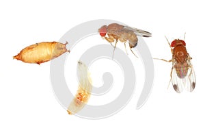 Adults, larva and pupa of Drosophila suzukii - commonly called the spotted wing drosophila or SWD