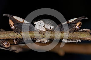 Adults and nymphs of Typical Treehoppers insects