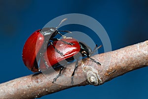 Adults of red leaf beetle Chrysomela populi mating