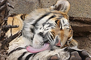 Adulttiger licking and grooming self