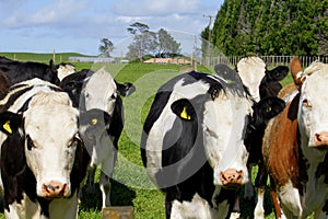 Advancing herd of curious cows