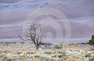 Advancing Sand Dunes