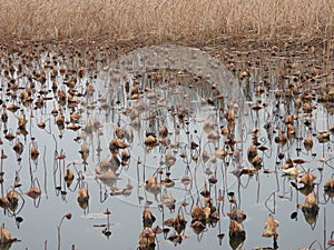 Withered lotus pond in winter