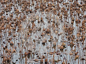 Withered lotus pond in winter