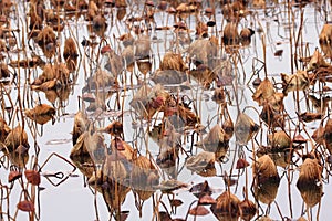 Withered lotus pond in winter