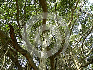 Adventitious prop roots of Big Banyan tree photo