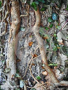 Adventitious roots with a stem of ivy growing on a tree photo