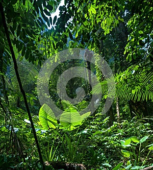 Adventure background. Green jungle