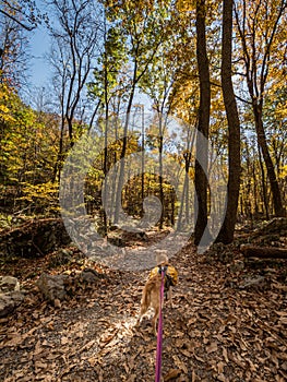 Adventure Dog in Backpack Hiking Through Autumn Forest