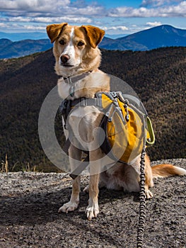 Adventure Dog on Mountain Summit