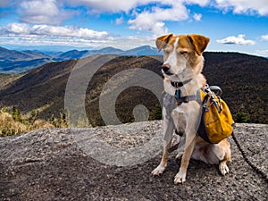 Adventure Dog on Mountain Summit