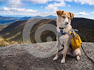 Adventure Dog with Yellow Backpack on Mountain Summit