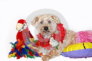 Adventure Hawaiian Style