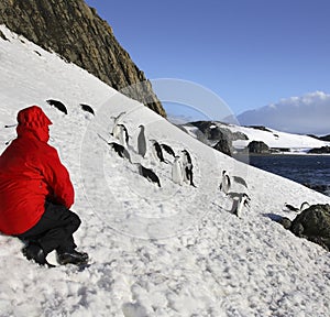 Adventure tourist - Penguins - Antarctica