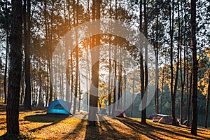 Adventures Camping tourism and tent under the view pine forest landscape near water outdoor in morning and sunset sky at Pang-ung,