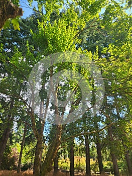 Adventuring beneath the forest canopy photo