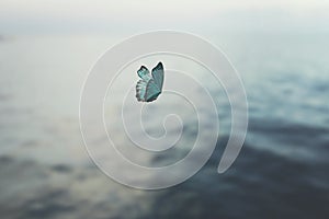 Adventurous butterfly flies over the sea, abstract concept