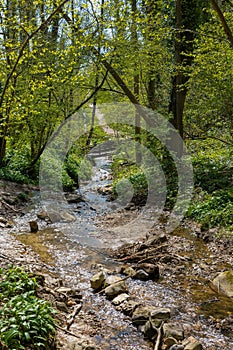 Adventurous natural hiking path in the forest alongside a stream with a crossing in South Limburg near Elsloo