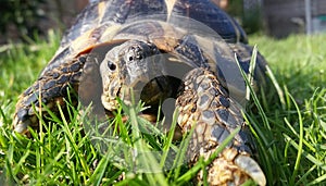 Adventurous photo of a tortoise
