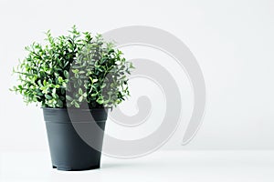 Advertisement with green plants in spring Arte com IA