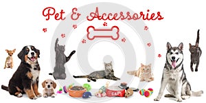 Advertising banner design for pet shop. Cute dogs, cats and different accessories on white background