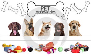 Advertising poster design for pet shop. Cute dogs and different accessories on white background
