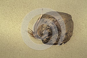 Advertising, travel, vacation and holiday concept - an old coconut washed on the beach