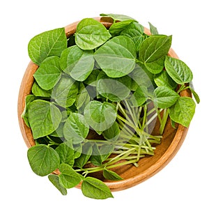 Adzuki bean microgreens in wooden bowl