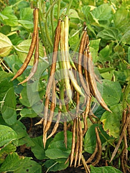 Adzuki bean pods, Vigna angularis