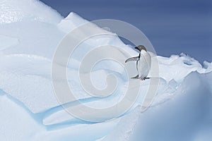 AdÃÂ©lie Penguin (Pygoscelis adeliae) on glacier