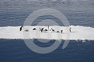 AdÃÂ©lie penguins on blocks of ice in the Weddell Sea.