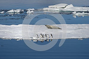AdÃÂ©lie penguins and Weddell seals coexist in the Weddell Sea.